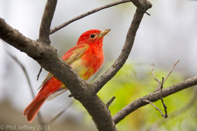 Summer Tanager