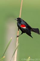 Tricolored Blackbird