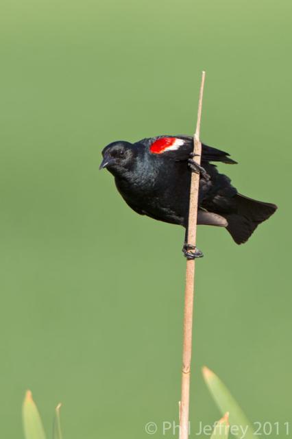 Tricolored Blackbird