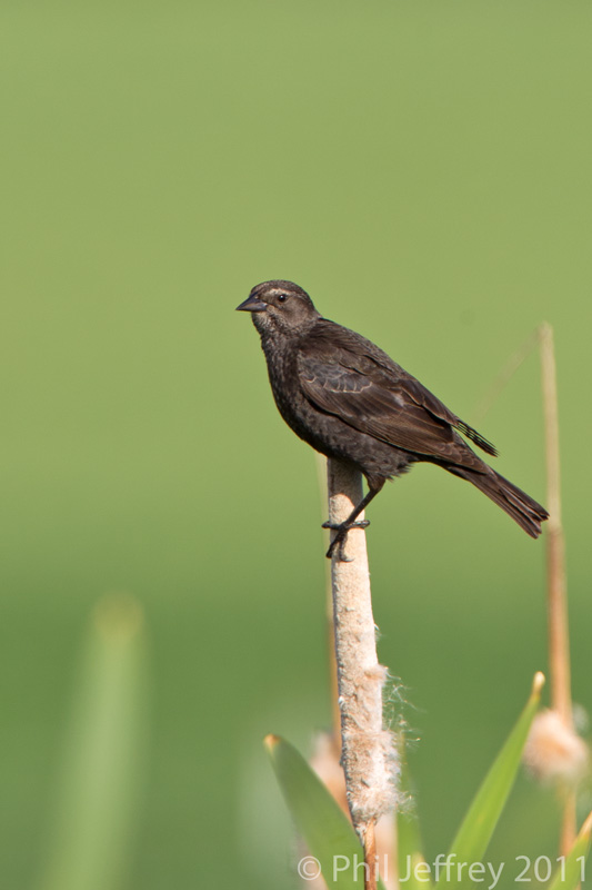 Tricolored Blackbird