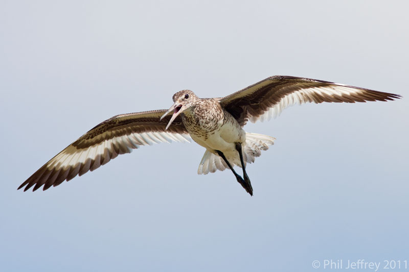 Willet in flight