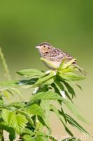 Grasshopper Sparrow