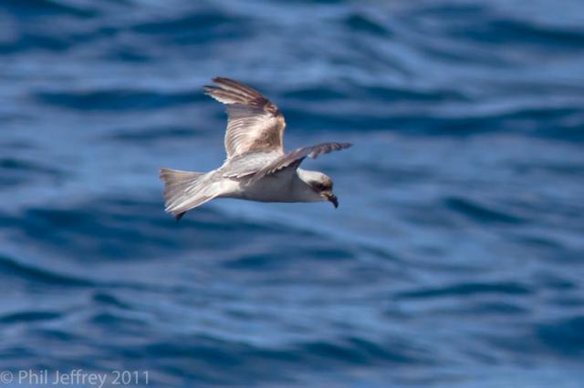 Fork-tailed Storm-Petrel