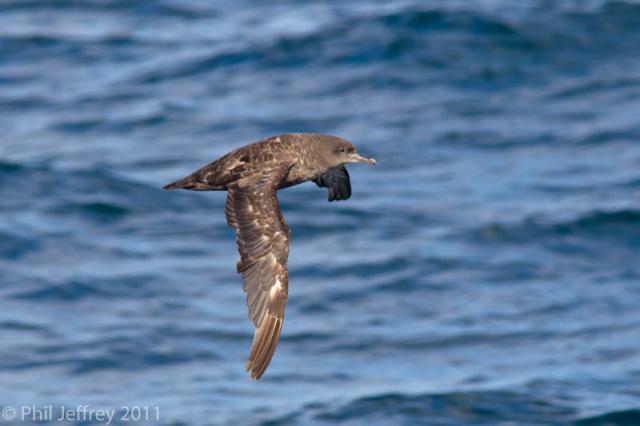 Sooty Shearwater