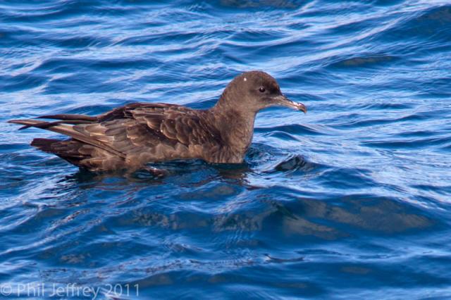 Sooty Shearwater