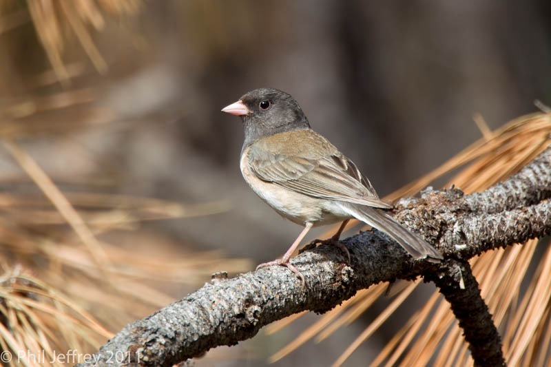 Dark-eyed Junco