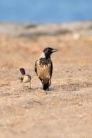 Hooded Crow with Northern Mockingbird