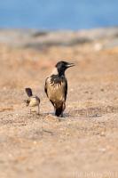 Hooded Crow