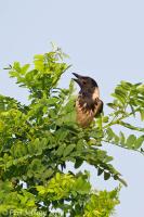 Hooded Crow