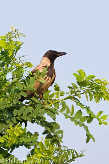 Hooded Crow