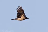 Hooded Crow in flight