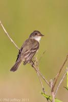 Willow Flycatcher