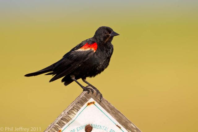 Red-winged Blackbird