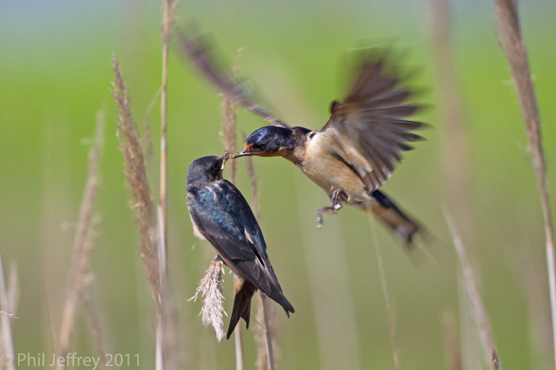 Barn Swallow