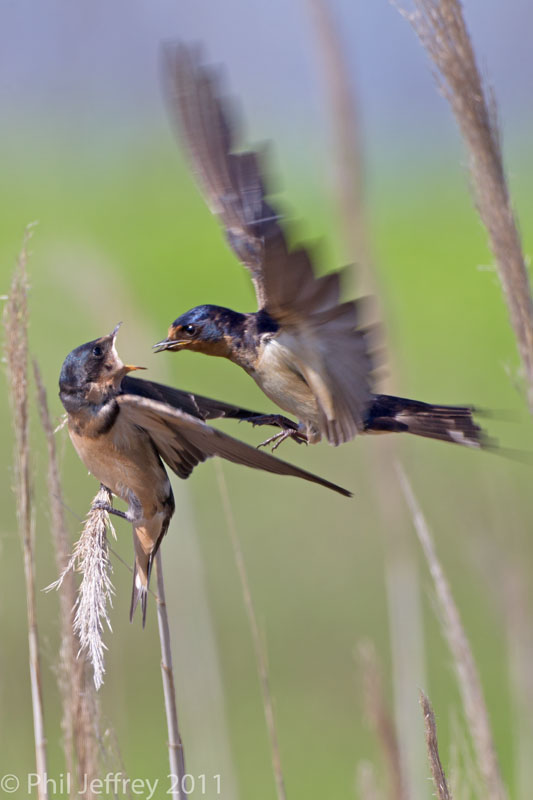 Barn Swallow