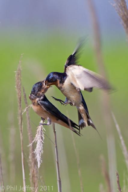 Barn Swallow