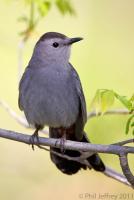 Gray Catbird