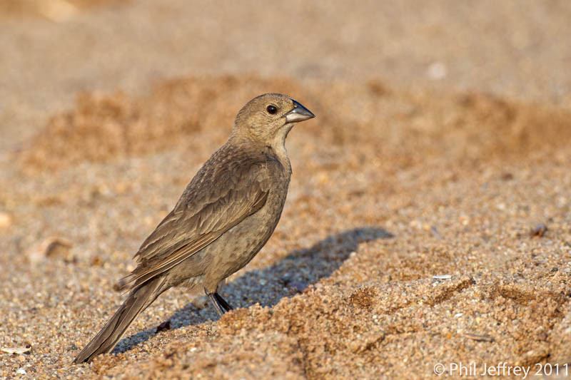 Brown-headed Cowbird female