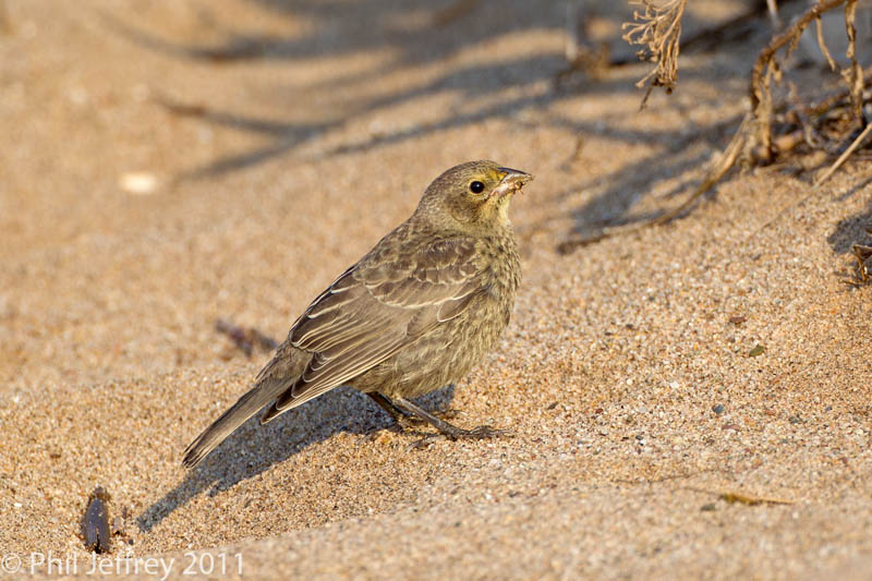 Brown-headed Cowbird juvenile