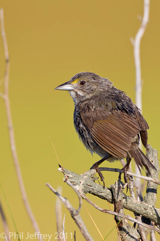 Seaside Sparrow