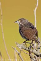 Seaside Sparrow