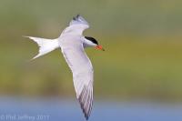 Common Tern in flight
