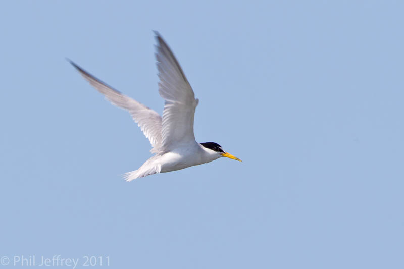 Least Tern