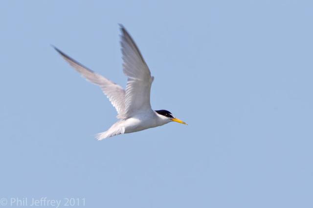 Least Tern