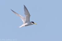 Least Tern