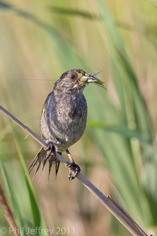 Seaside Sparrow