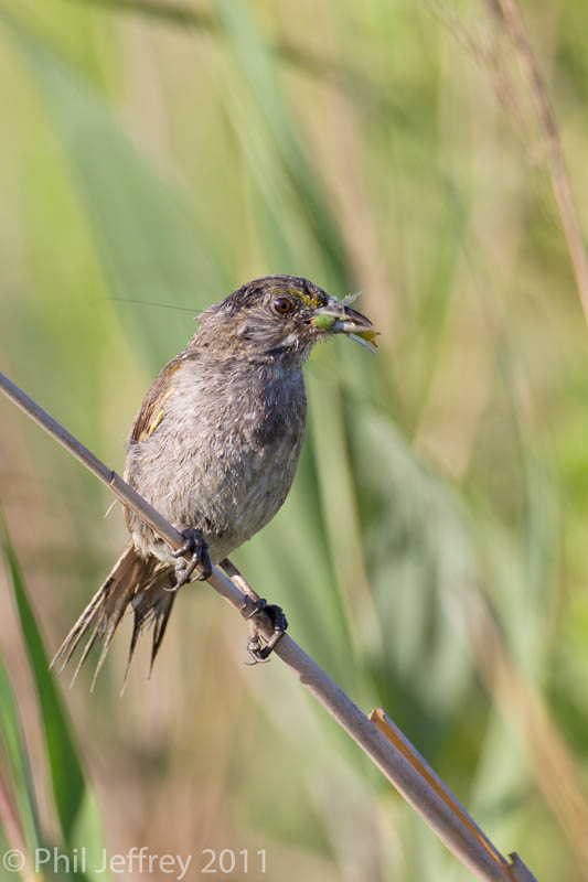 Seaside Sparrow