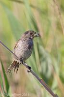 Seaside Sparrow