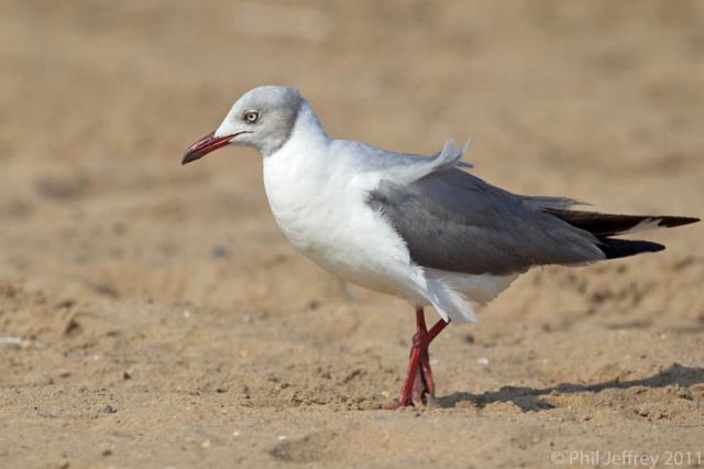 Gray-hooded Gull