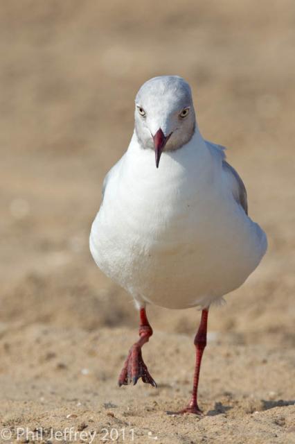 Gray-hooded Gull