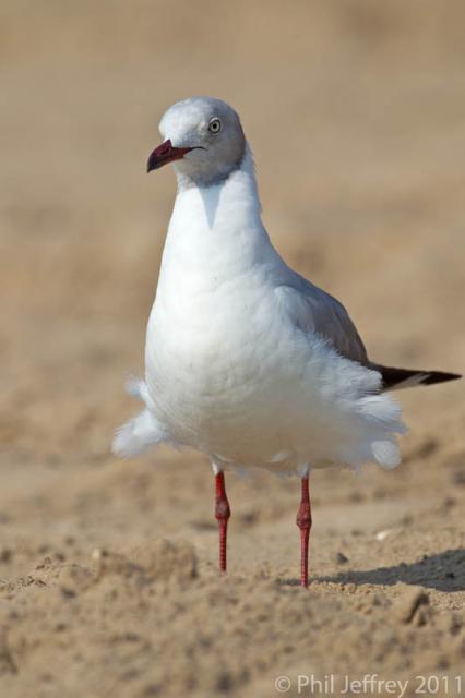 Gray-hooded Gull