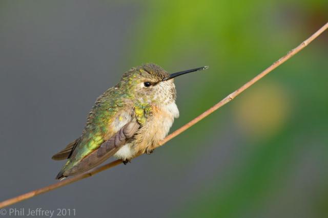 Rufous Hummingbird