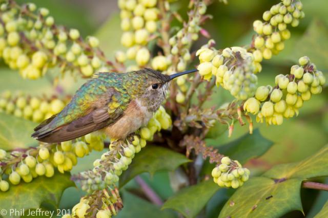 Rufous Hummingbird