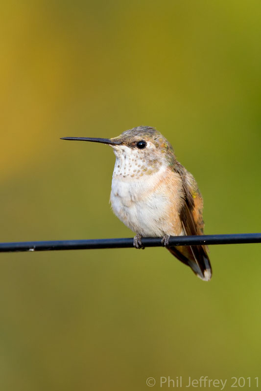 Rufous Hummingbird