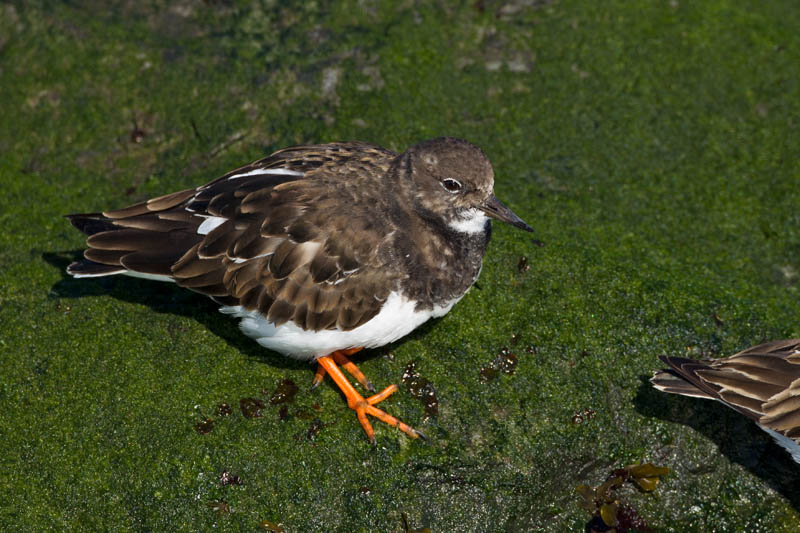 Ruddy Turnstone