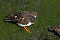 Ruddy Turnstone