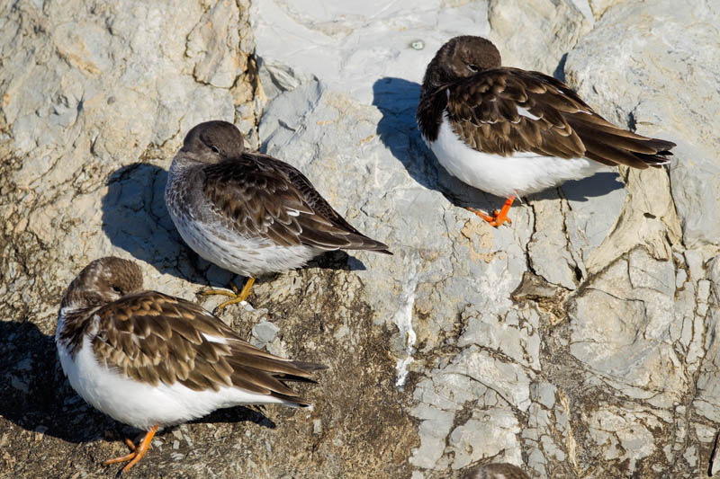 Ruddy Turnstone