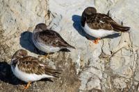 Ruddy Turnstone