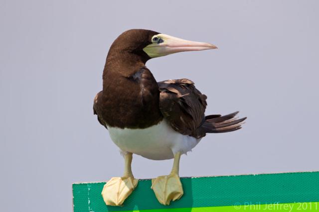 Brown Booby