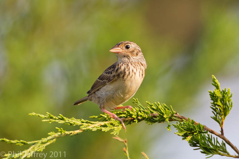 Grasshopper Sparrow