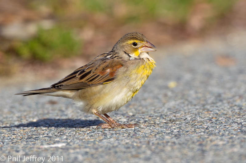 Dickcissel