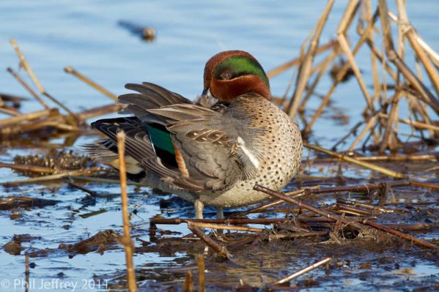 Green-winged Teal