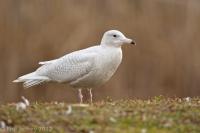 Glaucous Gull