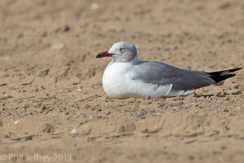 Gray-hooded Gull