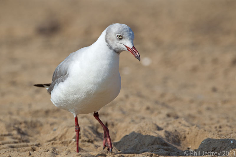 Gray-hooded Gull