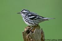 Black-and-white Warbler